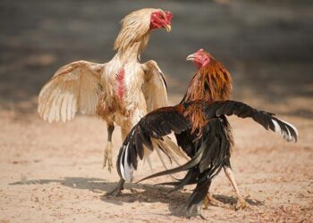 cach-nuoi-ga-da-len-ky-2