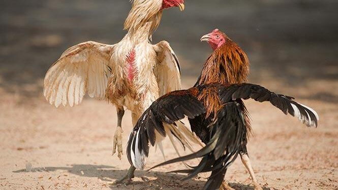 cach-nuoi-ga-da-len-ky-2