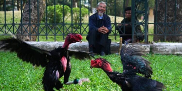 cham-soc-ga-hieu-qua-2