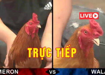 da-ga-thomo-truc-tuyen-1