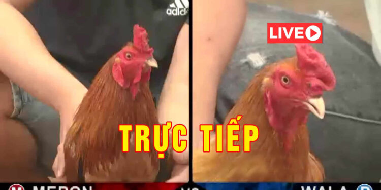 da-ga-thomo-truc-tuyen-1