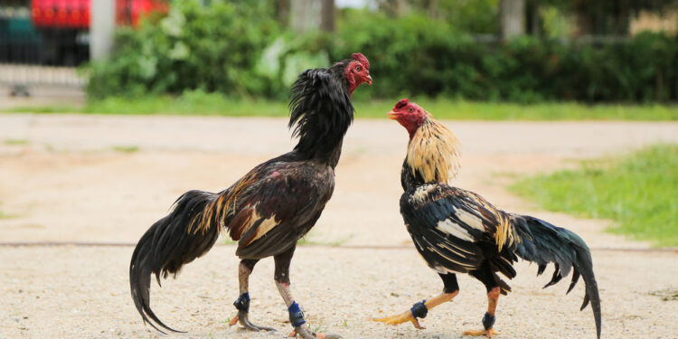 dia-chi-ga-da-uy-tin-2