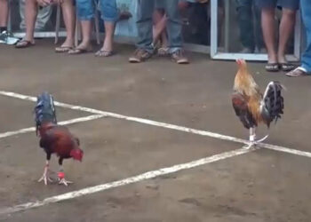 truong-da-ga-campuchia-1