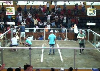 Campuchia đá gà-1