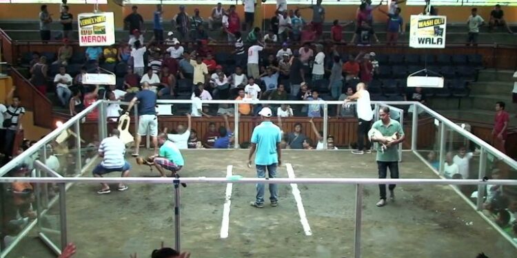 Campuchia đá gà-1