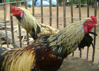 Chiến kê dị tướng-