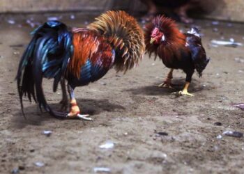 Chọi gà philippines-