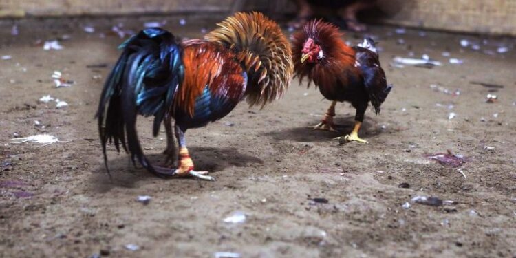 Chọi gà philippines-