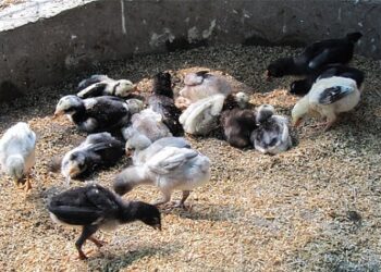 Cách lựa chọn-soc-ga-hieu-qua-3