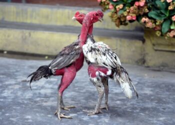 Cách phục hồi gà-soc-ga-hieu-qua-2