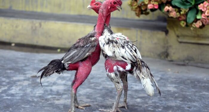 Cách phục hồi gà-soc-ga-hieu-qua-2