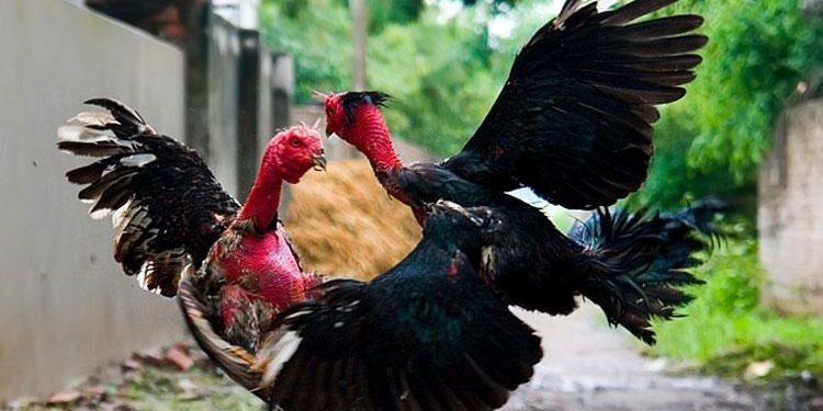 Cách vô mồi-soc-ga-hieu-qua-2