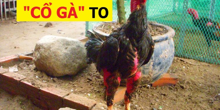 Cổ Gà Chọi to-tin-2