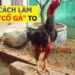 Cổ Gà Chọi to-tin-2