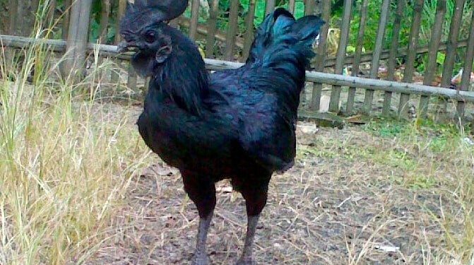 Giống gà Indonesia-soc-ga-hieu-qua-4