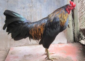 Giống gà đá-soc-ga-hieu-qua-1