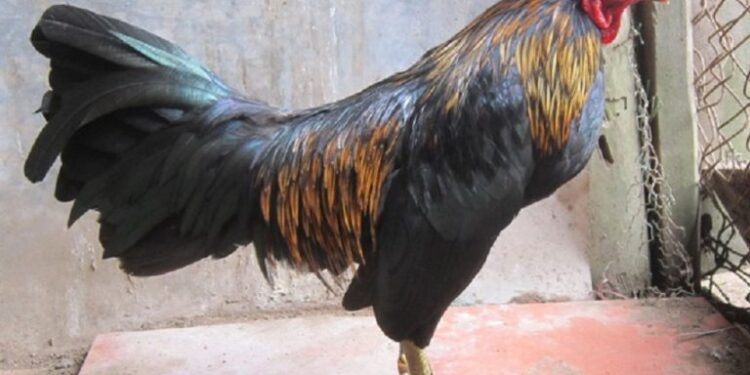 Giống gà đá-soc-ga-hieu-qua-1