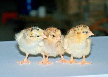 Gà Lương Phượng-2