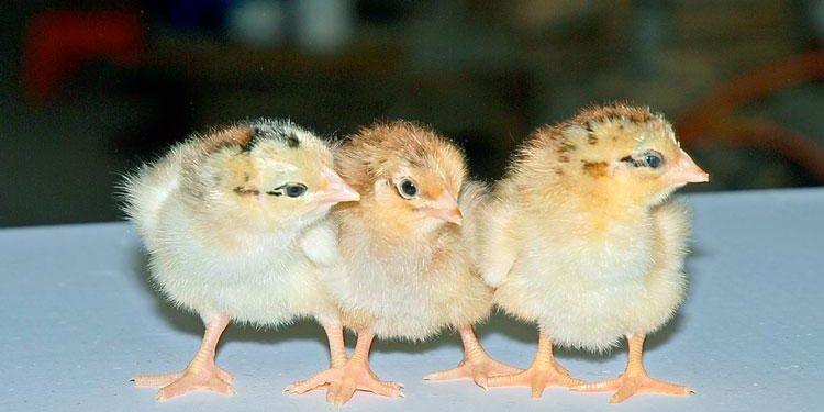 Gà Lương Phượng-2