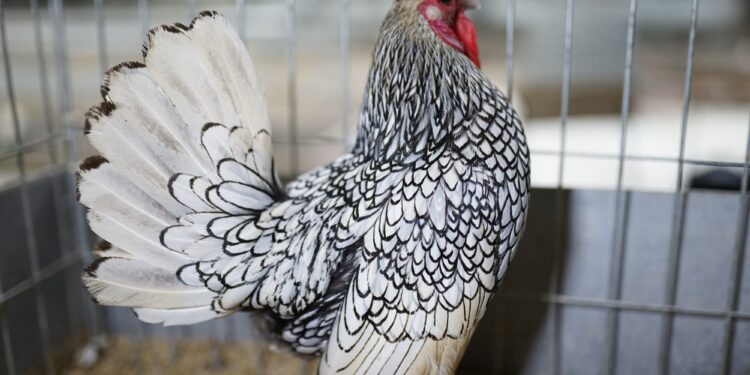 Gà Vảy Cá-soc-ga-hieu-qua-1