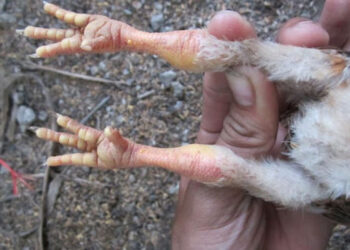 Gà bị khô chân-2