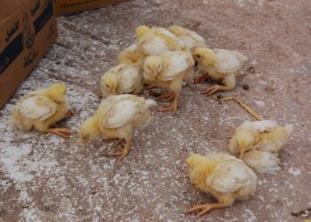 Gà bị liệt chân-1