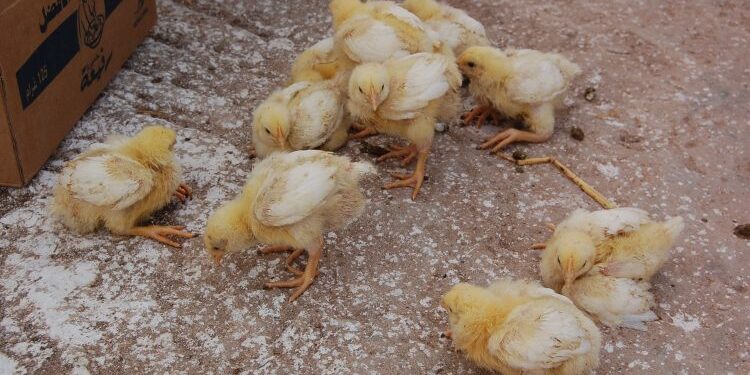 Gà bị liệt chân-1