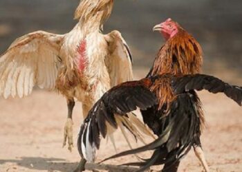 Gà chân chì danh-1