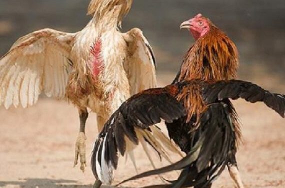 Gà chân chì danh-1