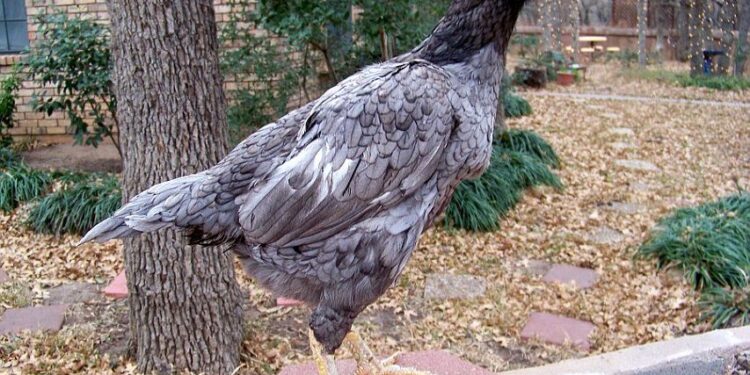 Gà chọi Tía King Kong-1