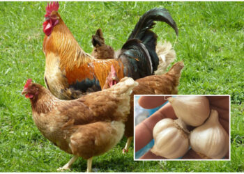 Gà Ăn Tỏi-soc-ga-hieu-qua-1