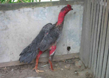 Gà Đòn-soc-ga-hieu-qua-2