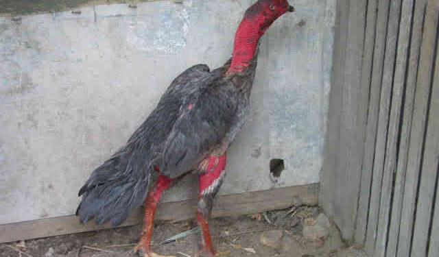 Gà Đòn-soc-ga-hieu-qua-2