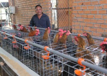 Gà đá cựa trực tuyến-1