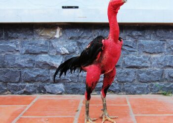 Kỹ thuật chăm sóc gà-1