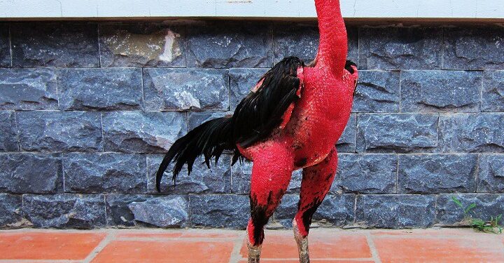 Kỹ thuật chăm sóc gà-1