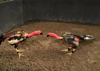 Kỹ thuật-soc-ga-hieu-qua-2