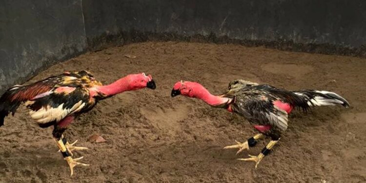 Kỹ thuật-soc-ga-hieu-qua-2