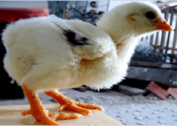 Lựa chọn nguồn Gen tốt cho gà-2