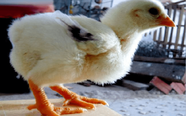 Lựa chọn nguồn Gen tốt cho gà-2