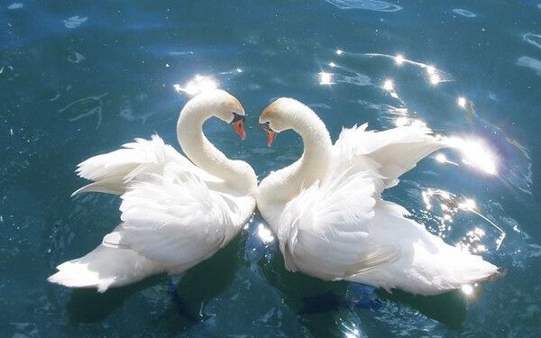 Mơ thấy Ngỗng-1