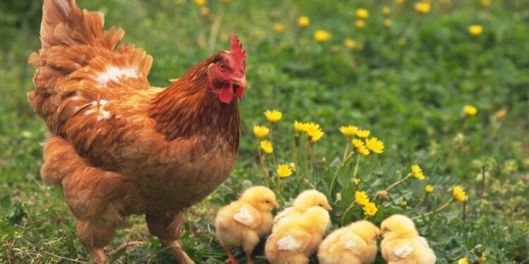 Mơ thấy con Gà-1