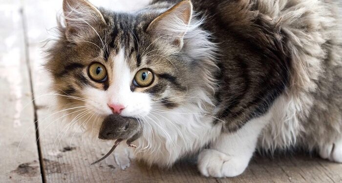 Mơ thấy con mèo đánh số-1