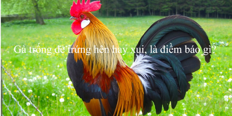 Phân tích hiện tượng gà trống đẻ trứng-1