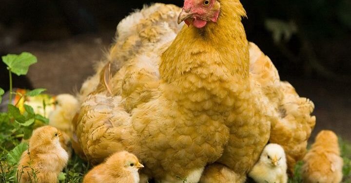 bao nhiêu ngày thì nở-1