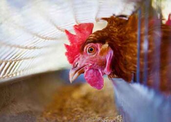 chiến kê thiếu Vitamin A-1