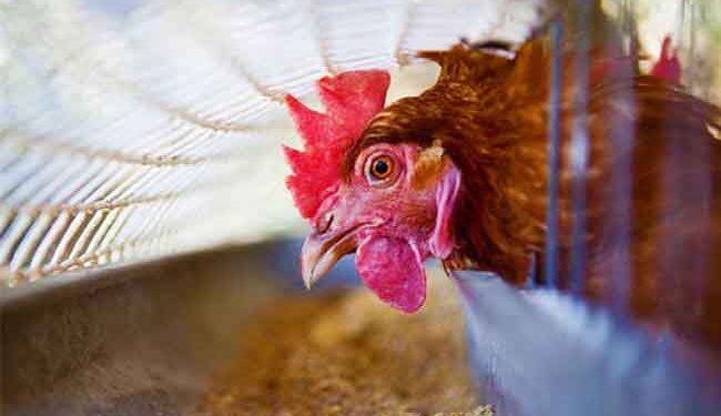 chiến kê thiếu Vitamin A-1