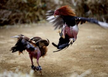 chết gà-soc-ga-hieu-qua-2