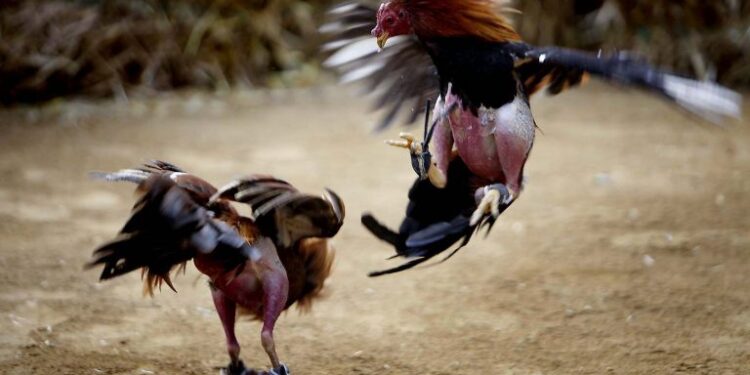 chết gà-soc-ga-hieu-qua-2