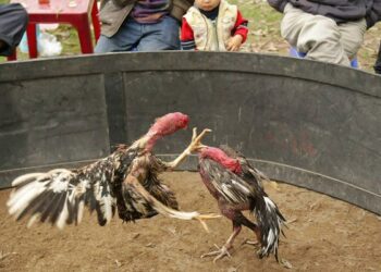 chết gà-soc-ga-hieu-qua-3